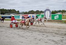 Drivers take reins through close pony trot races