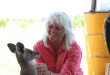 Kangaroo passion shared
