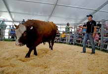 South East stud sets new Simmental high