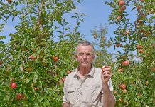Apple varieties to hit shelves as picking season begins