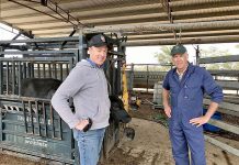 Cattle farmer weighs up nutrition value