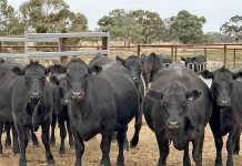 Bumper Naracoorte numbers recorded