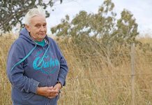 Vandals hack down trees