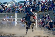 Dartmoor tames wild beast