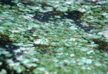 Extensive water tests detect concentration at Kybybolite