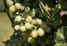 Potential implications raised over removal of genetically modified moratorium