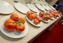 Veggie growers urged to contest tomato title