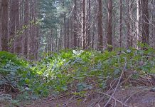 Weed runs rampant in pine forests