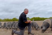 Heritage breeder calls Penola home James Koop TBW Newsgroup