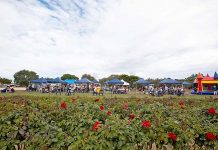 Blooming good day out Wagners Open Day 1 TBW Newsgroup