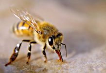 Backyard bee keepers on notice Beeweb TBW Newsgroup