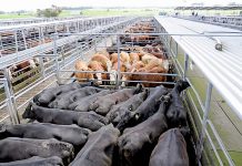 Lost livestock report demand