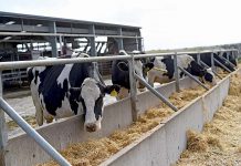 Milk price rise relief