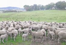 Campaign traces product back to source