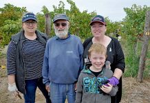 2019 Homeless Grapes Project pick Community Volunteers Linda Breuker Bill Preston Helen Devlin And Oliver. Bill Picked Grapes For 47 Years With Mildara And Came Out Of Retirement For The Event TBW Newsgroup