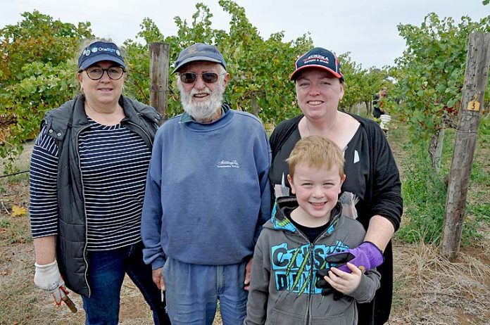 Community Volunteers Linda Breuker Bill Preston Helen Devlin And Oliver. Bill Picked Grapes For 47 Years With Mildara And Came Out Of Retirement For The Event  TBW Newsgroup