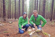 Ghost Mushroom Lane ‘ready to glow’ as bioluminescent fungi sprout on forest floor Ghost Mushroom Lane TBW Newsgroup