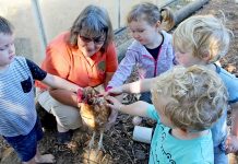 Millicent fresh food initiative Gselc Sakg Chickens Email TBW Newsgroup