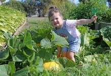 Pumpkins spice up competition Sophie Pumpkin Competition TBW Newsgroup