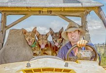 Photographer captures award Tom Ellis And Dogs TBW Newsgroup