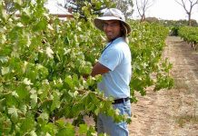 Vintage prime time to study fruit quality impact on wine Vinay Pagay 2web TBW Newsgroup