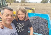 Solid vintage recorded following cool weather providing flavoursome wines Druweb TBW Newsgroup