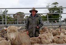 Primary producers ride sheep’s back Merv Lock Lamb Producer TBW Newsgroup