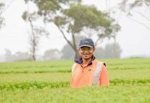 Burmese migrant puts down roots in Mount Gambier Ofomedia Pehboo TBW Newsgroup