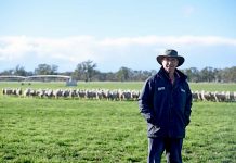 Producers ‘far from fleeced’ as top dollar paid for lambs Peter Gericke (3) TBW Newsgroup