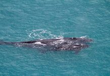 Whale returns to the Limestone Coast Whale Pic 2019 (2) TBW Newsgroup