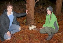 Ghost mushrooms pop up to become drawcard for interstate visitors Ghost Mushrooms Molly And Kieran TBW Newsgroup