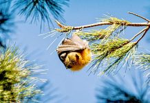 South East colony discovery delays forest thinning Grey Headed Flying Fox Ockert Le Roux TBW Newsgroup