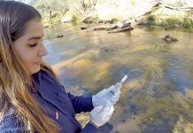 Platypuses tracked in region as they leave ‘genetic fingerprint’ Sarah Budj Bimweb TBW Newsgroup