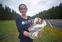 Renewed push for South East wildlife cull challenged Simone Kostal TBW Newsgroup