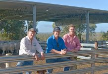 Lamb prices continue to soar across South East Trevor, Lachie James, Josh Reeves (2) TBW Newsgroup