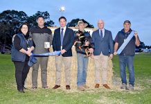 ‘Whiskey’ toast of town as top dog attracts a $15,000 price tag Kelpie Musterweb TBW Newsgroup