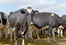 Dairy changes to flow from industry talks Dairycow(2)20190218 54125 TBW Newsgroup
