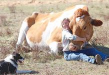 ‘People power’ to help home Big Moo Kate Hill Big Moo TBW Newsgroup