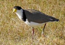 Grand old bird spotted in Millicent Lapwing With Band TBW Newsgroup