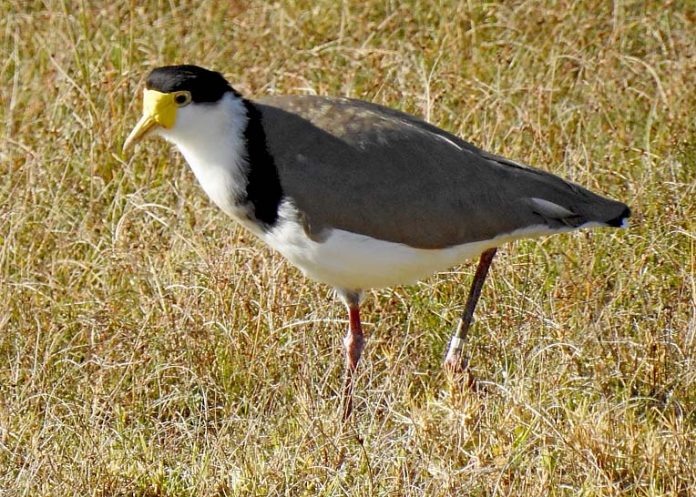 Lapwing With Band  TBW Newsgroup