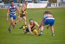 Tigers hunt prey in cat fight Nick Mcinerney Dsc 2421 TBW Newsgroup