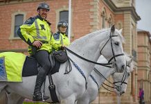 Adelaide mounted operations unit ‘saddles up’ in South East Sa Pol Horses For Facebooke TBW Newsgroup