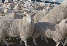 Lamb restrictions eased as market prices sit at record high Sheep TBW Newsgroup