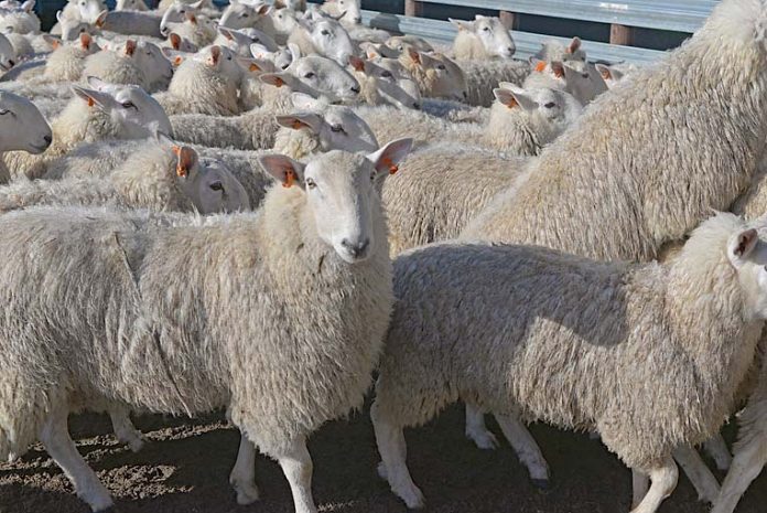 Sheep  TBW Newsgroup