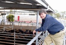 Glenburnie tower talks under way Peter Mitchell Saleyards TBW Newsgroup