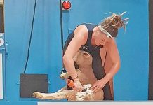 Penola shearer competes at international level with solid world championship result in France Tora Lambertweb TBW Newsgroup