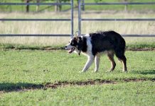 Jed rounds up the competition Jedweb TBW Newsgroup