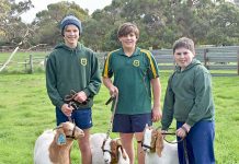 Students harness goat training skills Kias Goats 2 TBW Newsgroup