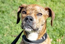 Man avoids jail time following chronic neglect of two dogs Opie Recovered TBW Newsgroup