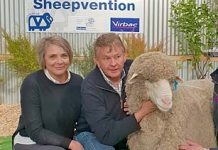 Record-breaking ram the best, baa none Bernadette, Geoff Davidsonweb TBW Newsgroup
